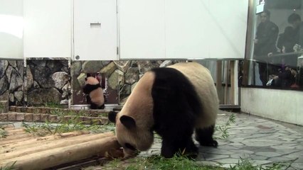Panda Cub Yuhin at Wakayama, Japan 2013 January #1-28
