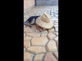 German Shepherd Puppy Dog Playing Toy with Farmer Straw Hat