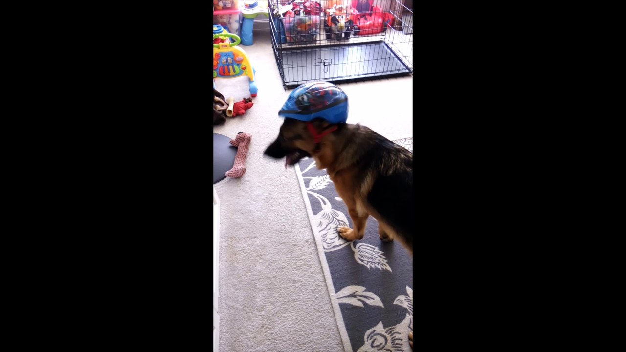 German Shepherd Puppy Dog Wearing Spider man Bicycle Helmet Bike