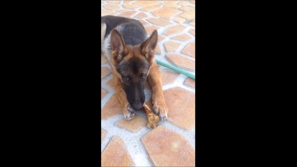 German Shepherd Puppy Dog I love this bone