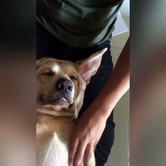 Funny Dog Expression While Having Facial and Relaxing