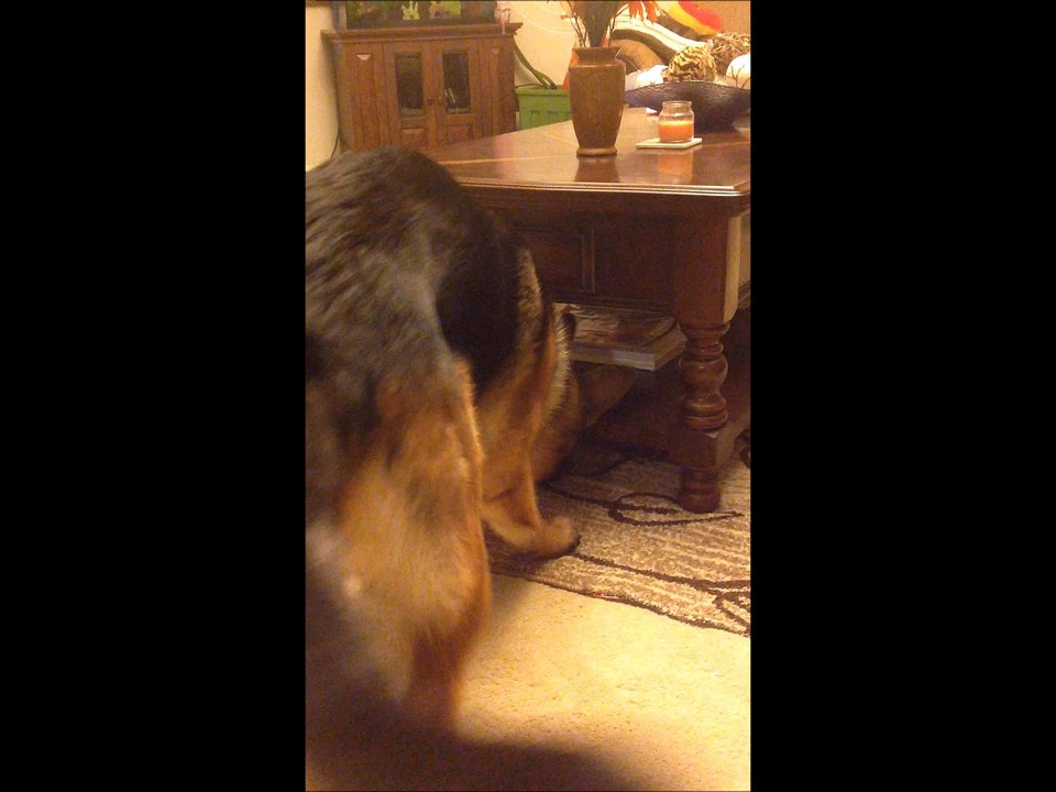 German Shepherd Puppy Dog Digging Toy Out- Can you help me please?