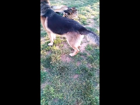 German Shepherd Puppy Dog Meet Big Brother New Friend Big Boy