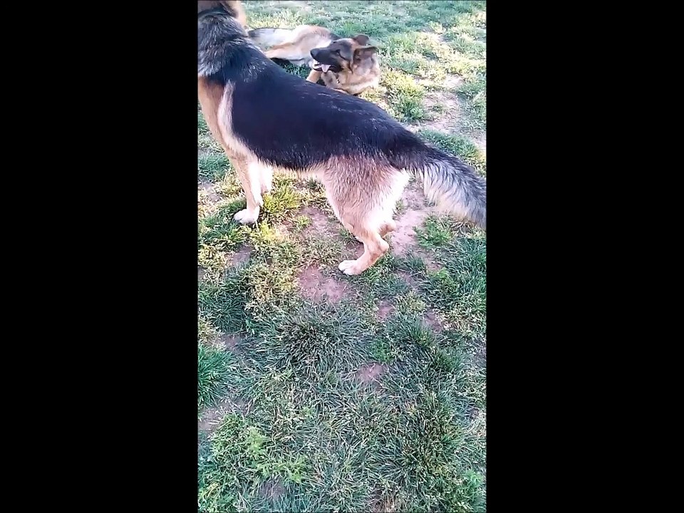 German Shepherd Puppy Dog Meet Big Brother New Friend Big Boy