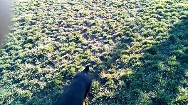 German Shepherd Puppy Dog go to dog park first time making new friends