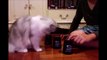 Best Funny Cat Videos 2016 - Funny Cat Videos Part (54)