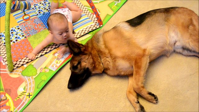 German Shepherd Puppy Dog and Cute Baby Dog Whisperer