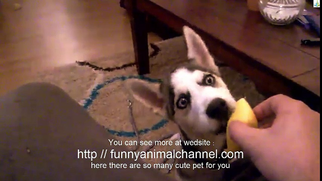 Dog eats lemon for the first time - funny videos compilation 2016