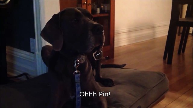 Ce chien est une vraie machine à bulles