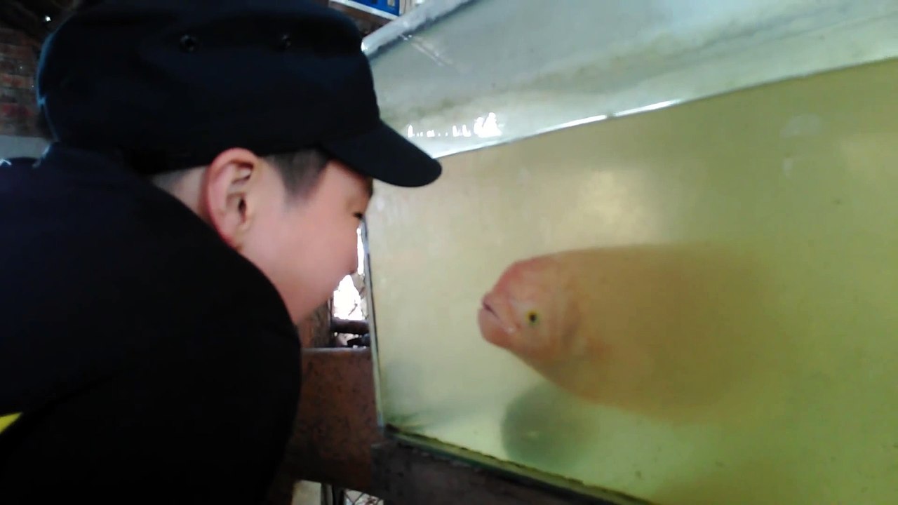 Ce Poisson imite les grimaces d'un enfant