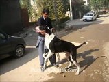 Another great Specimen Of Pakistani Bully Kutta owned by Brother Sardar I