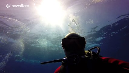 Humpback whale mother and child stop to inspect divers