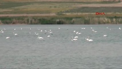 Van Gölü'ne Geç Gelen Güzellik