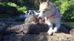 Husky et chat meilleurs amis et fans de baignade : adorable