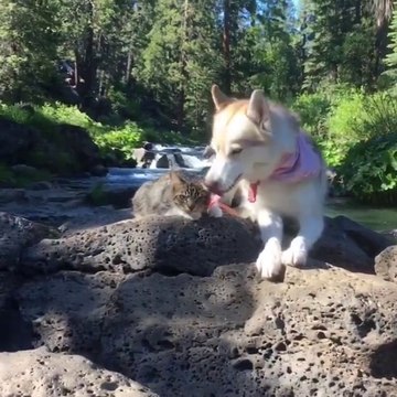 Husky et chat meilleurs amis et fans de baignade : adorable