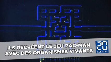 Des chercheurs recréent le jeu Pac-Man avec des organismes vivants