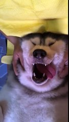 Ce Husky adore se faire masser !