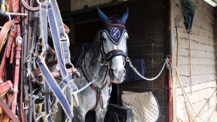 Le cheval, une passion, un métier