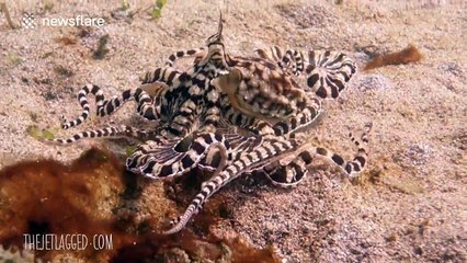'Mimic Octopus' looks like a lionfish