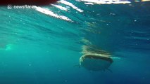 Whale shark relieves itself on diver