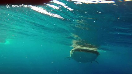 Whale shark relieves itself on diver