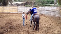 10 Caballo peruano de paso, (Primera silla)