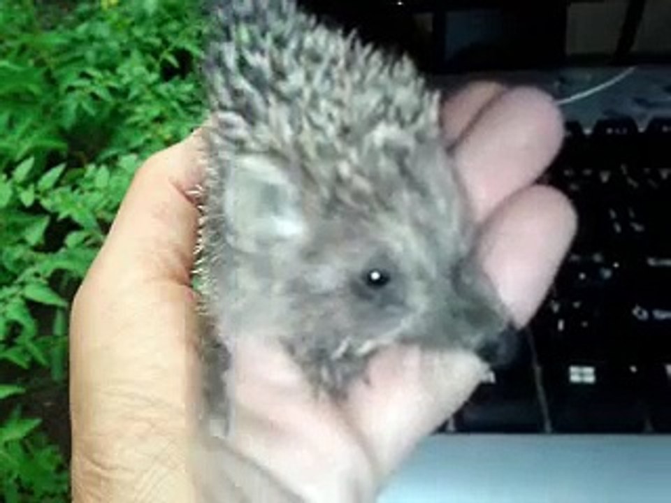 миниатюрный ежик