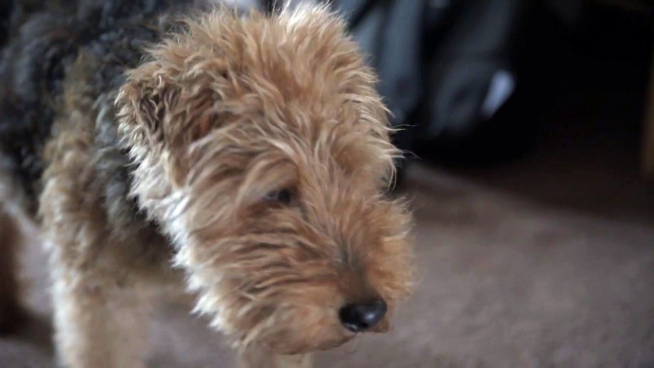 Nikon D750 with Tamron 24-70 F2.8 VC Video Test