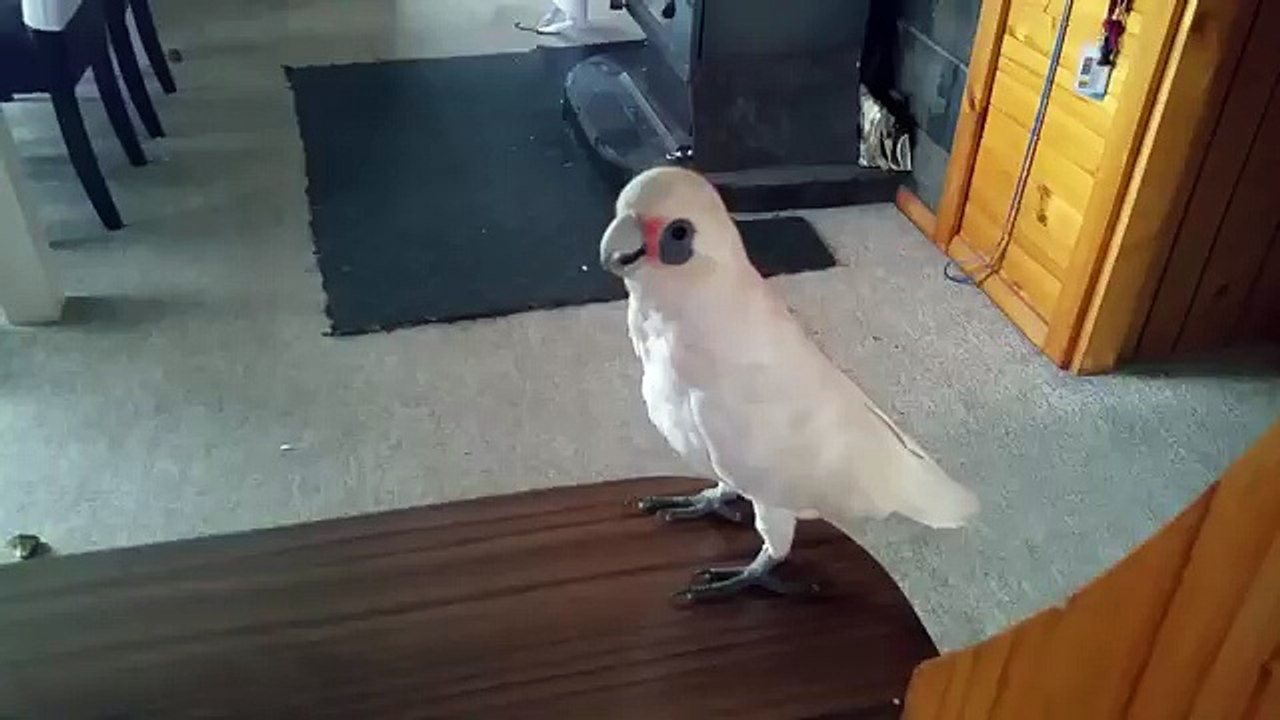 Un perroquet ne veut pas manger ses brocolis