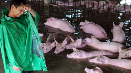 Pigs saved from floods after crying farmer photos go viral