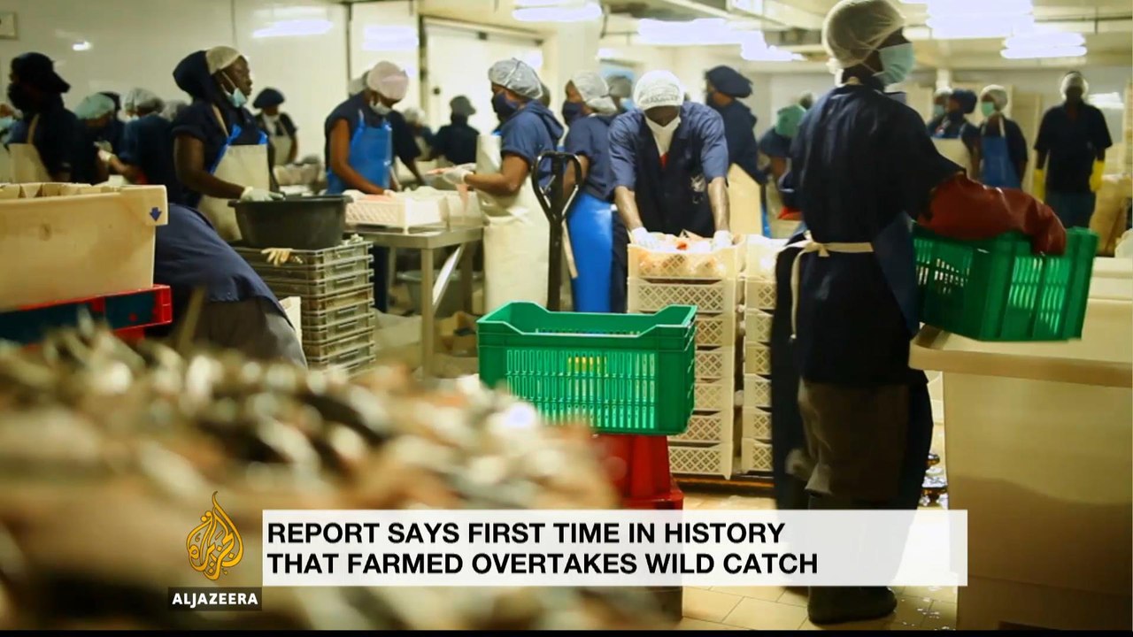 1Farmed fishing overtakes wild-caught fish: UN