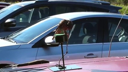 "Skye" American Kestrel Having a Snack 9-28-15