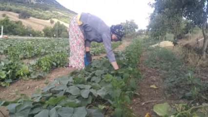 Bayram Tatilini Salatalık Toplayarak Geçirdiler