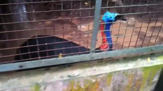 Cassowary at Ragunan Zoo (part 2)