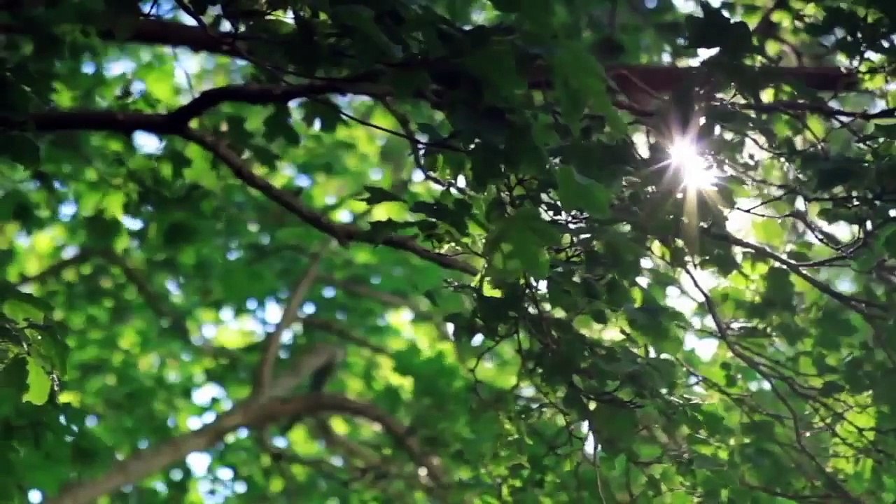 Welcome to 17 Green at Craig Ranch