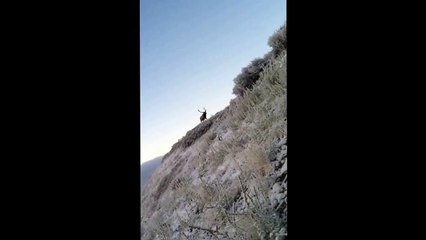 Archery Bull Elk called in 28 yards