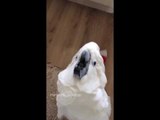 Cockatoo Not Impressed With Being Filmed