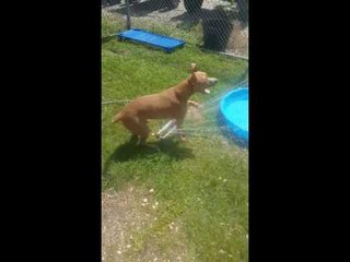 Sprinkler Helps Hot Dogs Beat the Heat