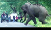 Shocking Elephant Attack on Human & Vehicles. Latest Elephant Attack Compilation