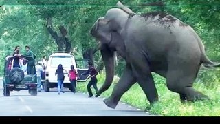 Shocking Elephant Attack on Human & Vehicles. Latest Elephant Attack Compilation