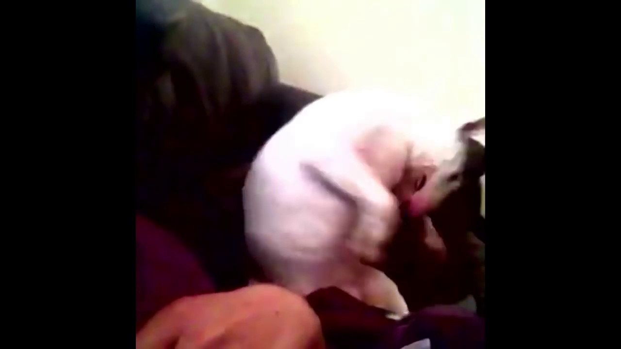Ce chien pitbull fait de la boxe avec son maître !