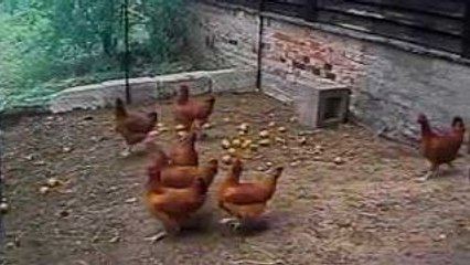 A Fox approaches a chicken coop