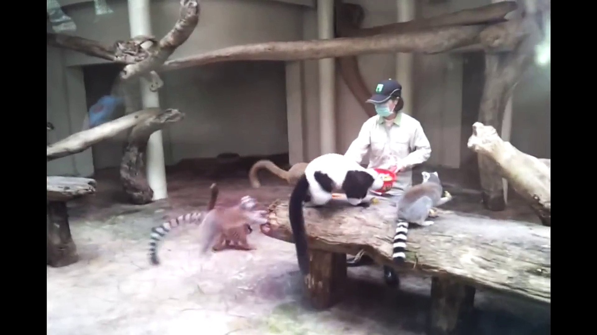 ⁣2013.02.28_動物園猴群餵食秀