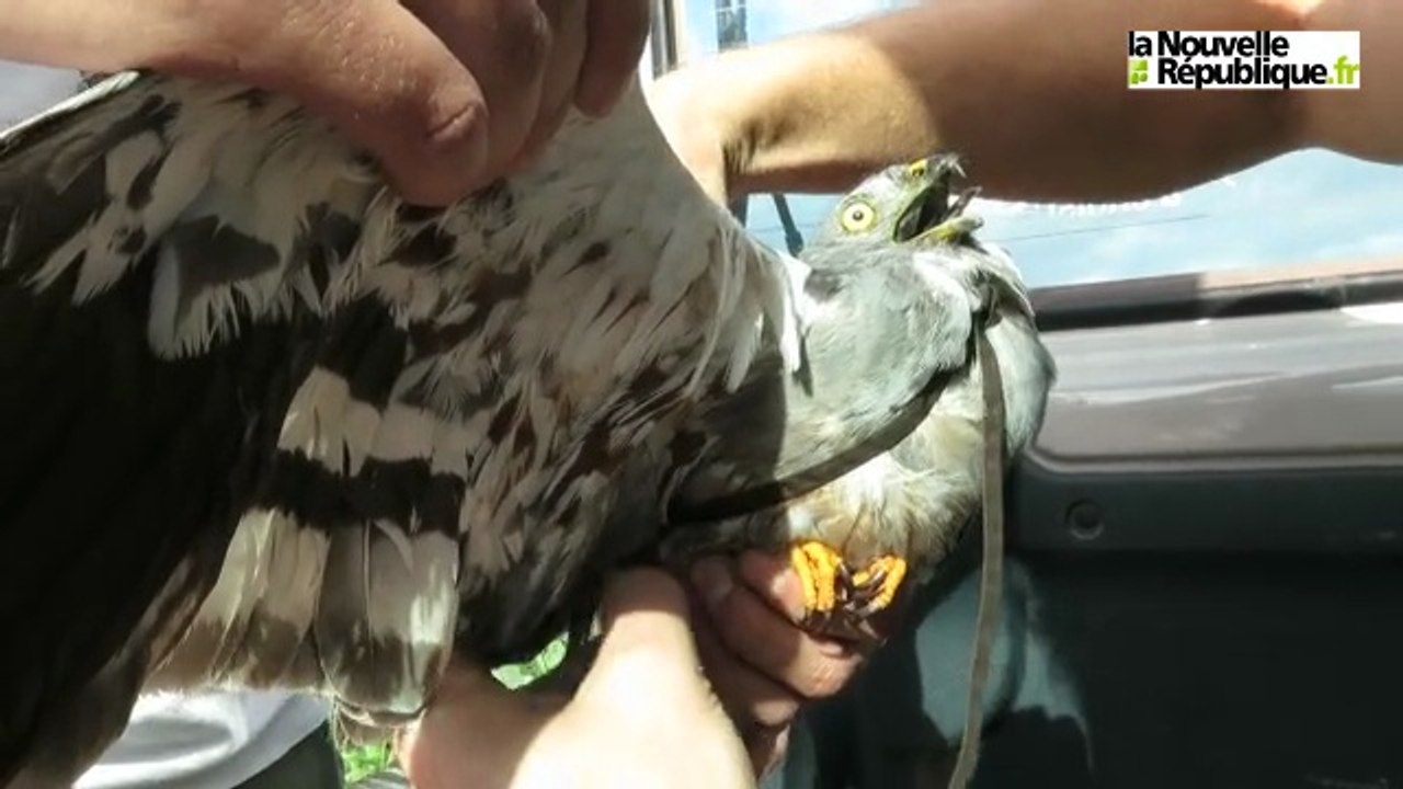 VIDEO. Près de Niort, des busards équipés de GPS