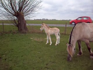 Guuske geboren op 29 maart 2010