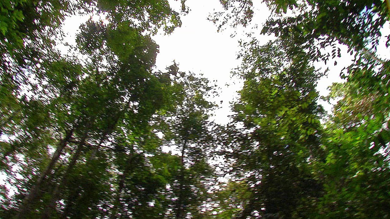 Guyane, sur la route de la côte