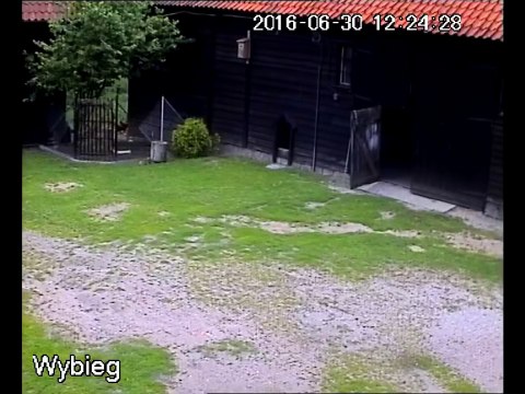 Un Renard veut attaquer les poules mais c'est sans compter sur le chien de garde de la maison