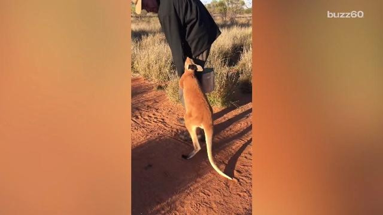 Emotional Kangaroo Orphan Clings To His Rescuer