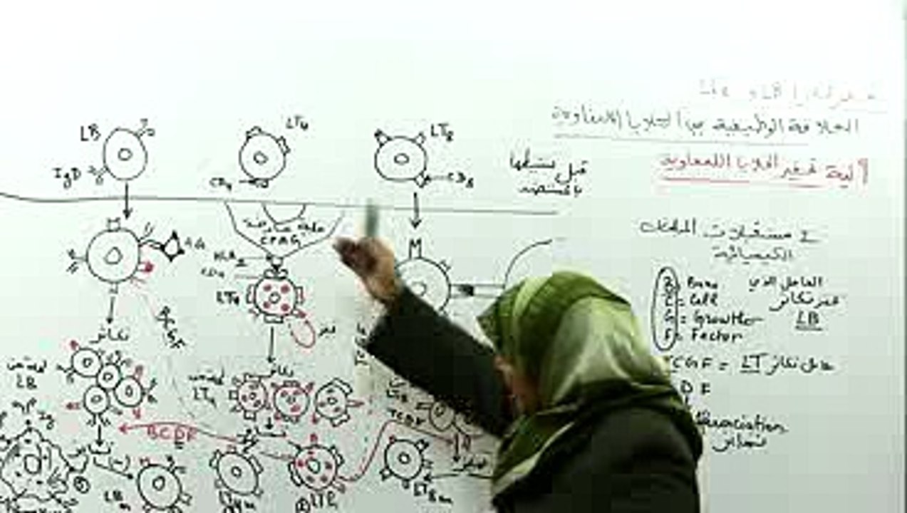 العلاقة الوظيفية بين الخلايا اللمفاوية 2