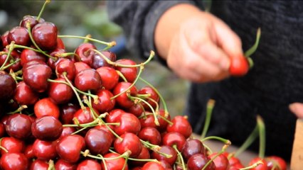Fête de la musique, Cerise de Moissac et Spiritualité - Lot Koté La Mèr
